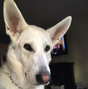 Meet your Posher, Brittney